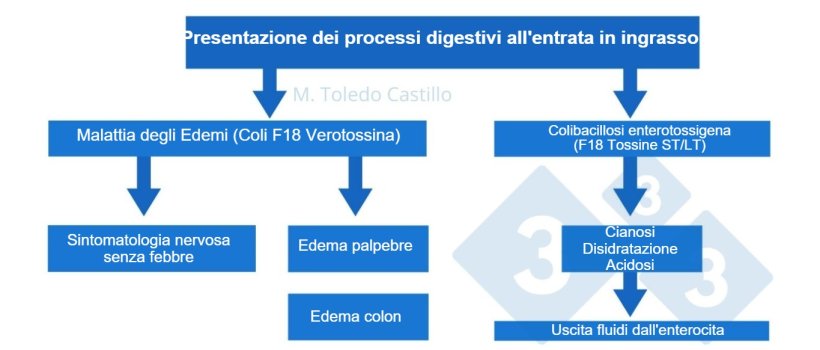 Schema 1. Patogenesi dei processi colibacillari all'entrata nell'ingrasso dei suini.
