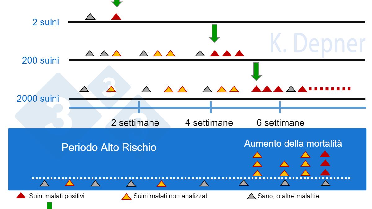 Figura 1. Periodo ad alto rischio e dimensione dell'allevamento. In quelli piccoli di solito &egrave; pi&ugrave; facile rilevare precocemente la PSA a causa del piccolo numero di capi, mentre in quelli grandi i primi suini&nbsp;malati o morti possono passare inosservati...
