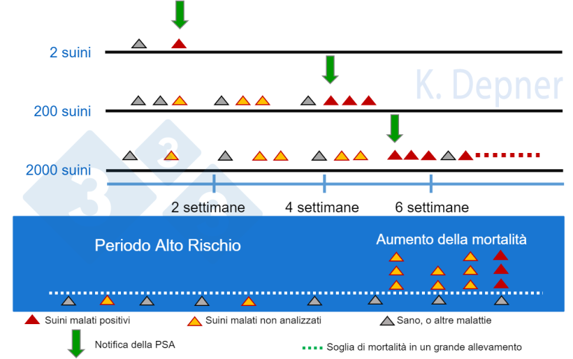 Figura 1. Periodo ad alto rischio e dimensione dell'allevamento. In quelli piccoli di solito è più facile rilevare precocemente la PSA a causa del piccolo numero di capi, mentre in quelli grandi i primi suini malati o morti possono passare inosservati...