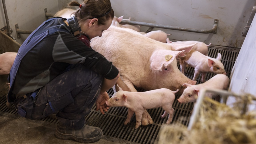 &copy; SEGES Danish Pig Research Centre
