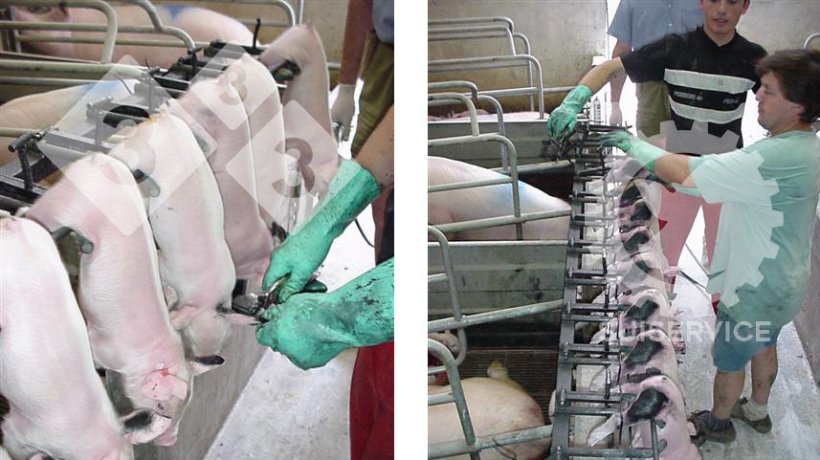 Figura 2. Il sistema consente a 3-4 operatori di lavorare contemporaneamente (Meccanismo per vaccinare contemporaneamente i suinetti)...
