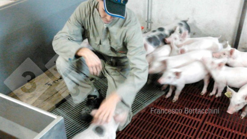 A differenza di altre attività moderne dove il fattore umano ha scarsa incidenza, in allevamento questo aspetto è tuttora imprescindibile.