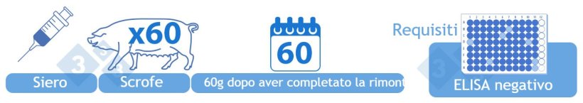 Negativo&nbsp;(IV). Test sierologico mediante&nbsp;ELISA di 60 scrofe 60 giorni dopo il completamento della rimonta&nbsp;dell'intero allevamento. Tutti i risultati a livello individuale devono essere negativi. In alternativa, categoria IV pu&ograve; essere raggiunto un anno dopo l'inizio della categoria III se nessun campione positivo &egrave; stato segnalato da ELISA. Gli allevamenti ripopolati con animali negativi rientrano in questa categoria purch&eacute; i risultati dei test diagnostici siano negativi.
