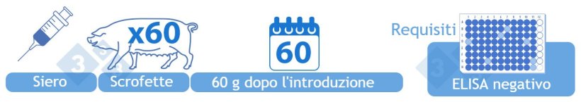 Provvisoriamente&nbsp;negativo&nbsp;(III). Test sierologico mediante&nbsp;ELISA da 60 scrofe da rimonta dopo 60 giorni all'interno dell'allevamento. Per rientrare in questa categoria, tutti i risultati (prove individuali) devono essere negativi.
