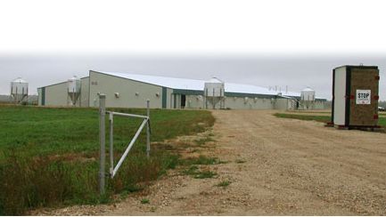 Allevamento suinicola