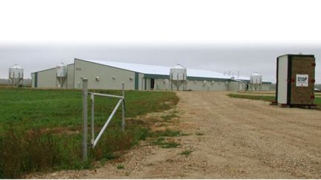 Allevamento suinicola