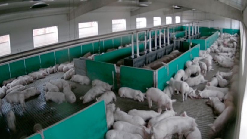 Figura 3: Ingrasso con utilizzo dello spazio al 100%, compresa l'area di preparazione del carico.