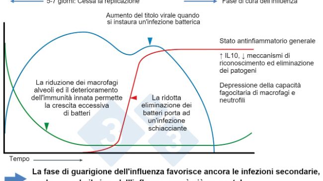 Figura 1. Modificato da&nbsp;McCullers, 2014

