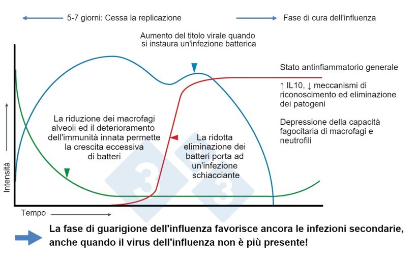 Figura 1. Modificato da&nbsp;McCullers, 2014
