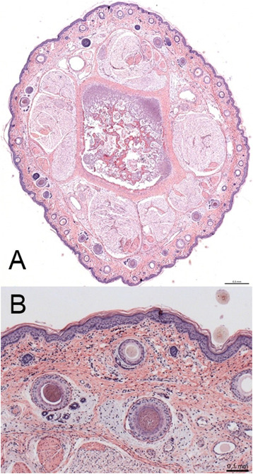 Fig. 5. (A) Sezione trasversale dell'intera base della coda di un tipico suinetto di controllo colorato con ematossilina ed eosina. Numerose unità pilosebacee costituite da un follicolo pilifero, una ghiandola sebacea e una setola predominano immediatamente al di sotto dell'epitelio e si estendono in profondità nel derma. Barra della scala: 500μm. (B) Sezione trasversale del derma di un tipico suinetto di controllo colorato con HE. Numerosi follicoli piliferi contenenti setole sono distribuiti in tutto il derma e sono strettamente associati alle ghiandole sebacee. Le fibre di collagene del derma formano una fitta rete e sono circondate da cellule del tessuto connettivo. Un epitelio perfettamente funzionante forma lo strato esterno. Barra della scala: 100μm.