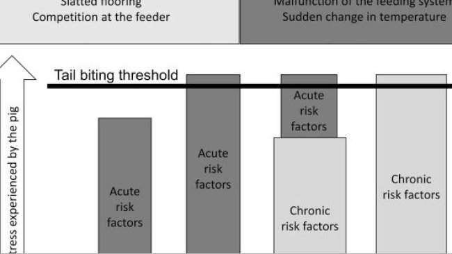 Fig. 1. Modello teorico dell'effetto cumulativo dei fattori di rischio acuti e cronici sugli episodi di morsicatura delle code.