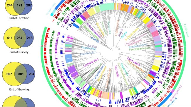 FIG 1 Vista coltura-indipendente (CI) e coltura-dipendente (CD) del microbioma intestinale dei suini in quattro fasi di crescita. I diagrammi di Venn (a) mostra il numero di ASV batterici rilevati con i metodi CI (blu) e CD (giallo) in ogni momento. L'albero filogenetico (b) mostra gli ASV batterici rilevati dai metodi CI (colore scuro) e CD (colore chiaro) alla fine della lattazione (L; blu), svezzamento (N; viola), crescita (G; verde) e ingrasso ( F; rosso). L'anello più esterno è colorato per phylum, mentre l'anello più interno e le etichette sono selettivamente colorati per genere.