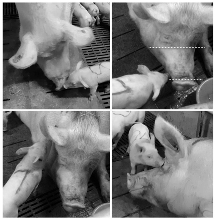 Figure 1. Aree target di 4 tipologie di comportamento di annusamento tra scrofe e suinetti: naso-naso (alto sinistra),&nbsp; naso-muso, con area muso indicata tra le linee trattegiate (alto destra), naso - orecchio&nbsp;(basso sinistra), e naso-testa (basso destra).
