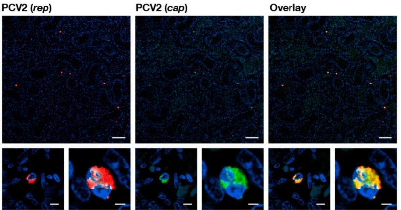 Fig1.Microscopia confocale di un'ibridazione in situ fluorescente (FISH) sezione di tessuto testicolare inclusa in paraffina di un feto nato morto infetto (+++) ad alto PCV2 "latente". I pannelli mostrano, da sinistra a destra, i segnali di ibridazione fluorescente dell'oligonucleotide PCV2 che riconosce il rappresentante (rosso), l'oligonucleotide per il cappuccio di riconoscimento dell'oligonucleotide PCV2 (verde) e la sovrapposizione dei segnali (giallo). I nuclei (colorati con DAPI) appaiono blu. I pannelli inferiori mostrano due diversi ingrandimenti di due punti diversi nel pannello superiore. La barra bianca indica la lunghezza di riferimento di 50 &mu;m per i pannelli superiori e le lunghezze di riferimento di 5 &mu;m e 2 &mu;m si alternano per i pannelli inferiori.

