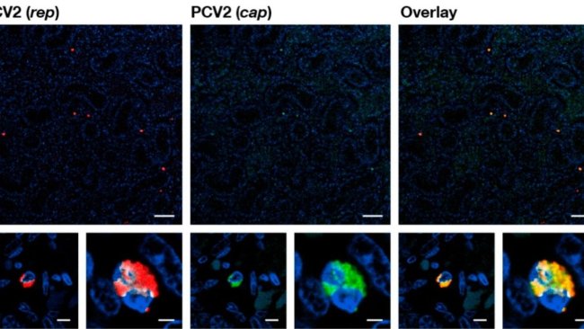 Fig1.Microscopia confocale di un'ibridazione in situ fluorescente (FISH) sezione di tessuto testicolare inclusa in paraffina di un feto nato morto infetto (+++) ad alto PCV2 "latente". I pannelli mostrano, da sinistra a destra, i segnali di ibridazione fluorescente dell'oligonucleotide PCV2 che riconosce il rappresentante (rosso), l'oligonucleotide per il cappuccio di riconoscimento dell'oligonucleotide PCV2 (verde) e la sovrapposizione dei segnali (giallo). I nuclei (colorati con DAPI) appaiono blu. I pannelli inferiori mostrano due diversi ingrandimenti di due punti diversi nel pannello superiore. La barra bianca indica la lunghezza di riferimento di 50 μm per i pannelli superiori e le lunghezze di riferimento di 5 μm e 2 μm si alternano per i pannelli inferiori.