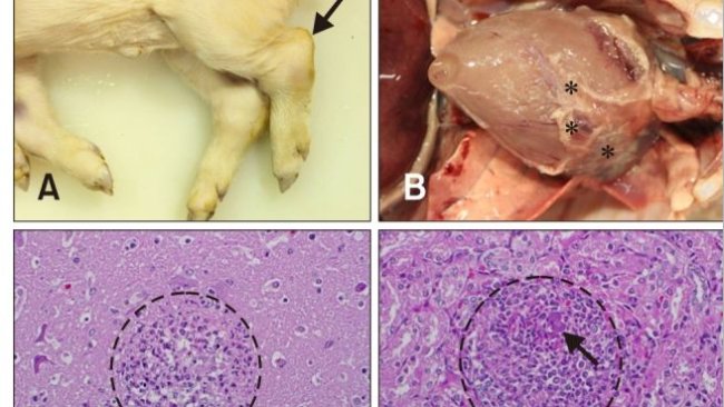 Caso 1. Reperti grossolani e istopatologici. (A) suinetto. Notare l'articolazione tarsale aumentata di volume (freccia). (B) Cavità toracica. Materiali giallastri (asterischi) erano attaccati all'epicardio. (C) Cervello. È stata osservata encefalite suppurativa con microascessi multifocali (cerchio). Colorazione di ematossilina ed eosina (H&E). 400×. (D) Rene. Notare i microascessi multifocali (cerchio) con batteri intralesionali (freccia). Macchia H&E. 400×. (E) Cuore. Notare i microascessi multifocali con batteri intralesionali (freccia). Macchia H&E. 400×. (F) Cuore. Nel miocardio sono stati osservati cocchi Gram-positivi. Colorazione di Gram. 1.000 ×. Barre della scala = 20 µm (C–F).