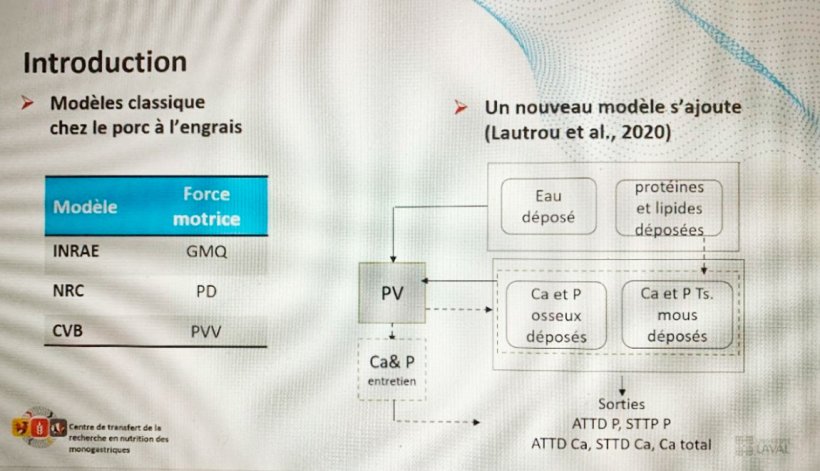 Il nuovo modello proposto&nbsp;per&nbsp;prevedere la dinamica sia del calcio corporeo che del fosforo nei suini da ingrasso.
