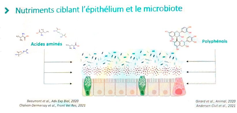 Nutrienti diretti&nbsp;all'epitelio ed al microbiota.
