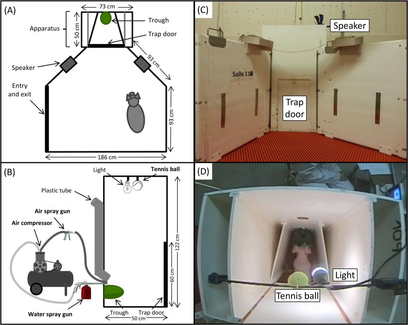 Fig 1. Panoramica dell'arena di prova e dell'apparato.
(A) Schizzo dell'arena di prova vista dall'alto, compreso l'apparato e gli altoparlanti; (B) Schizzo dell'apparato visto di lato, compresa la telecamera, la luce, il tubo di plastica e il passante. In una topografia laterale,&nbsp; il&nbsp;materiale utilizzato per le punizioni, inclusa la pallina da tennis legata ad una&nbsp;lenza, il compressore d'aria con&nbsp;una pistola ad aria compressa e una pistola a spruzzo d'acqua; (C) Immagine dell'apparato visto frontalmente; (D) Immagine dell'apparato di test visto dall'alto con un suino&nbsp;alla mangiatoia.
