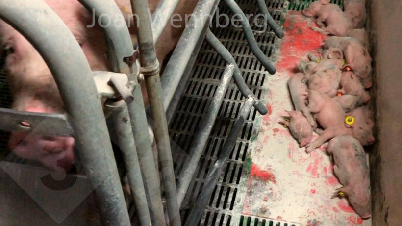 Figura 1. Per ottenere un suinetto adatto allo svezzamento senza problemi, è necessario controllare le patologie digestive in sala parto.