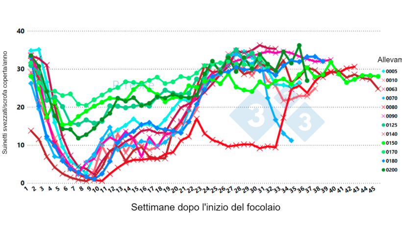 Figura 2. Cambiamenti nei suinetti svezzati/&nbsp;scrofa coperta/anno nel tempo dopo il focolaio&nbsp;di PRRSv (variante 1-4-4 L1C in 12 diversi allevamenti, che mostra che il calo della produttivit&agrave; impiega fino a 30 settimane per riprendersi).
