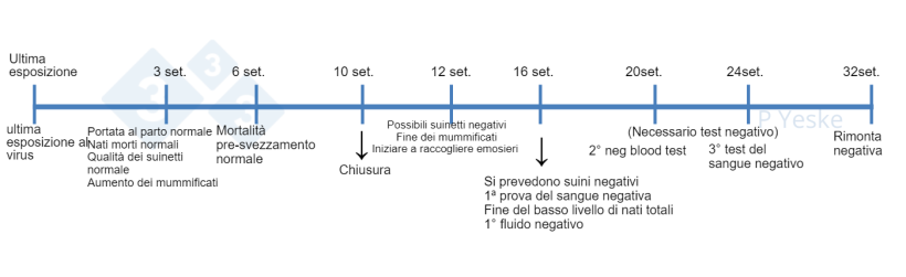Figura 1. Cronologia della stabilizzazione dopo l'esposizione al virus PRRS. Descrive alcuni dei passaggi da seguire durante l'eliminazione dei virus e cosa aspettarsi. Siamo consapevoli che ogni allevamento&nbsp;avr&agrave; circostanze uniche che potrebbero alterare questa sequenza temporale, ma questo &egrave; un riferimento per quando inizia il processo.
