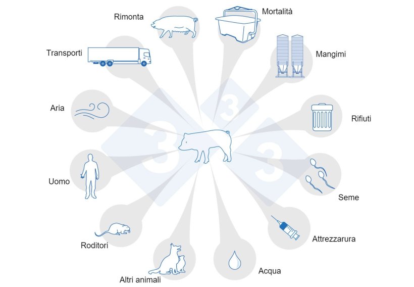 Figura 1. Percorsi di trasmissione della PRRS. Adattato da USSEC, 2021 e Broes, e Boutin, 2002.
