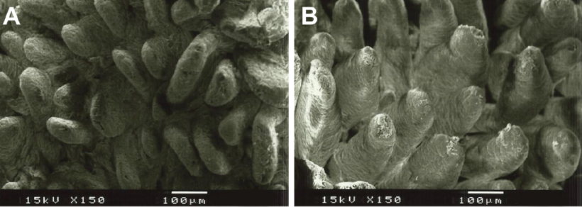 Figura 2. Immagine al microscopio elettronico della superficie della mucosa duodenale nei suinetti svezzati alimentati con A: dieta senza fibre aggiunte (altezza dei villi: 538 &micro;m) e B: 1% di lignocellulosa (altezza dei villi: 616 &micro;m) (adattato da Silva-Guillen et al., 2022).
