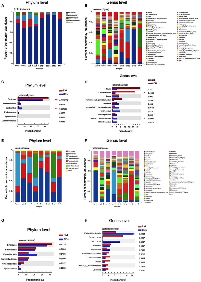 FIGURA 7. Composizione della comunit&agrave; del microbiota intestinale nel chimo del colon e nella mucosa del colon dei suinetti. CON, gruppo di controllo, ENI, gruppo di interventi di nutrizione precoce. (A) Le abbondanze relative del microbiota nel chimo del colon a livello di phylum. (B) Le abbondanze relative del microbiota nel chimo del colon a livello di genere. (C) I primi 6 batteri nel chimo del colon a livello di phylum confronto statistico delle abbondanze relative. (D) I primi 10 batteri nel chimo del colon al confronto statistico a livello di genere delle abbondanze relative. (E) Le abbondanze relative del microbiota nella mucosa del colon a livello di phylum. (F) Le abbondanze relative del microbiota nella mucosa del colon a livello di genere. (G) I primi 6 batteri nella mucosa del colon a livello di phylum confronto statistico delle abbondanze relative. (H) I primi 10 batteri nella mucosa del colon a livello di genere confronto statistico delle abbondanze relative. I dati sono espressi come media &plusmn; SEM (n = 4). Il test t per campioni indipendenti &egrave; stato utilizzato per confrontare i dati tra due gruppi. *P < 0,05.
&nbsp;
