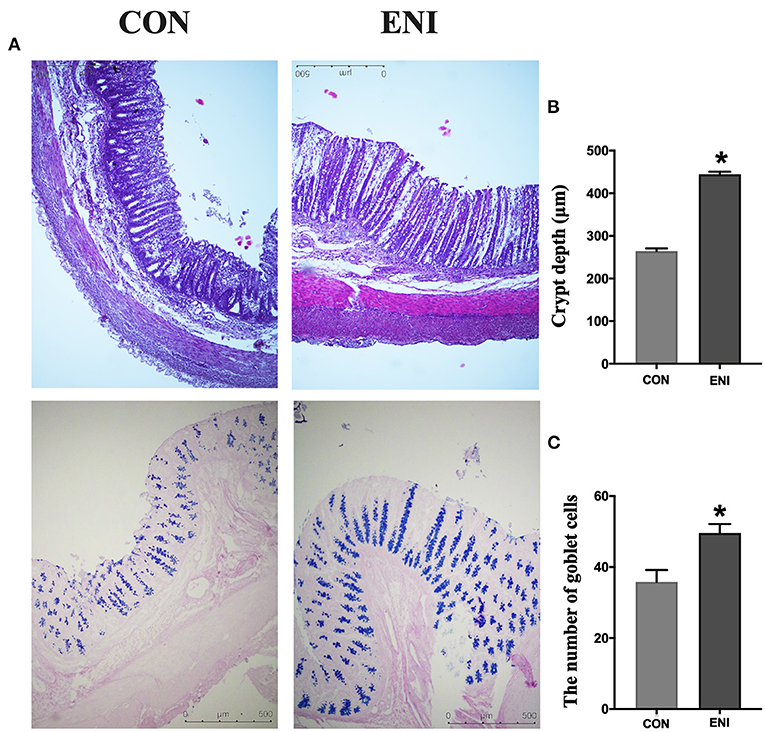 FIGURA 3. Effetti degli interventi di nutrizione dopo la nascita&nbsp;sulla morfologia del colon e sul numero di cellule caliciformi. CON, gruppo di controllo, ENI, gruppo di interventi di nutrizione precoce. (UN). Colorazione HE e PAS del tessuto del colon. (B) La profondit&agrave; della cripta del colon. (C) Il numero di cellule caliciformi del colon. I dati sono espressi come media &plusmn; SEM (n = 4). Il test t per campioni indipendenti &egrave; stato utilizzato per confrontare i dati tra due gruppi. *P < 0,05.

