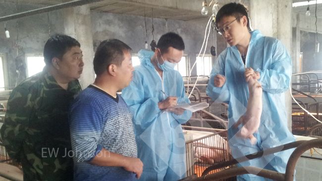 Figura 1. La visita all'allevamento. James Herriot ha detto al veterinario dell'allevamento: "Devi assistere!"...
