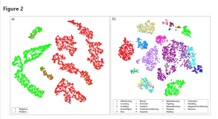 Classificazione dei richiami alla valenza e contesto di produzione in base a t-SNE. Incorporamento t-SNE di (a) valenza (incorporando perplessità = 50) e (b) contesto (incorporando perplessità = 20) classificando le ultime attivazioni dello strato completamente connesso della rete neurale per ogni spettrogramma (i grafici t-SNE visualizzano la probabilità che due punti siano vicini in uno spazio multivariato originale). I triangoli indicano le vocalizzazioni di valenza negativa, mentre i cerchi indicano quelle positive (vedi Testo supplementare per maggiori informazioni sulle impostazioni utilizzate per questa figura).
