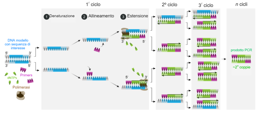 Schema del meccanismo della&nbsp;PCR.
