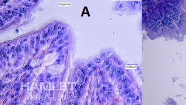 Figura 2. Immagini al microscopio elettronico della mucosa intestinale dei suinetti alimentati con: (A) farina di soia processata&nbsp;enzimaticamente per ridurre il contenuto di fattori antinutrizionali (a sinistra) e (B) farina di soia convenzionale (a destra). Nell'immagine B si possono vedere evidenti lesioni. Immagini copyright Hamlet Protein.
