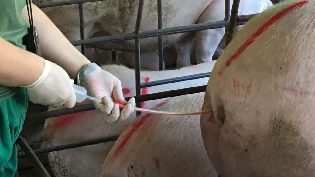 Inseminazione&nbsp;artificiale
