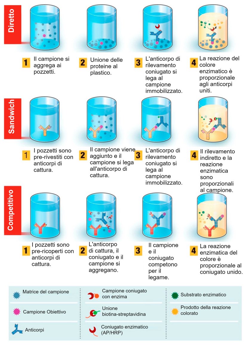 Figura 1. Descrizione generale&nbsp;del test diagnostico basato sul test di immunoassorbimento enzimatico (ELISA). L'ELISA pu&ograve; essere presentato in diversi formati in base alle differenze nell'immobilizzazione degli antigeni e nella marcatura&nbsp;degli anticorpi.&nbsp;Nell'ELISA diretto, gli antigeni del virus legati a una fase solida plastica vengono rilevati mediante l'aggiunta di un anticorpo coniugato. Nell'ELISA sandwich, l'anticorpo di cattura si lega alla fase solida plastica. Gli antigeni nel campione si legheranno all'anticorpo di cattura e verranno quindi rilevati da un secondo anticorpo marcato con un enzima.&nbsp;Nell'ELISA competitivo, l'antigene del virus dal campione viene preincubato con l'anticorpo primario e quindi aggiunto a un pozzetto rivestito di anticorpo secondario insieme a un antigene coniugato con l'enzima che compete con l'antigene del campione per il legame con l'anticorpo primario. Pi&ugrave; antigene virale nel campione, meno antigene coniugato si legher&agrave; e minore sar&agrave; il segnale. Fonte: adattato da Ghaffari et al. 2020.
