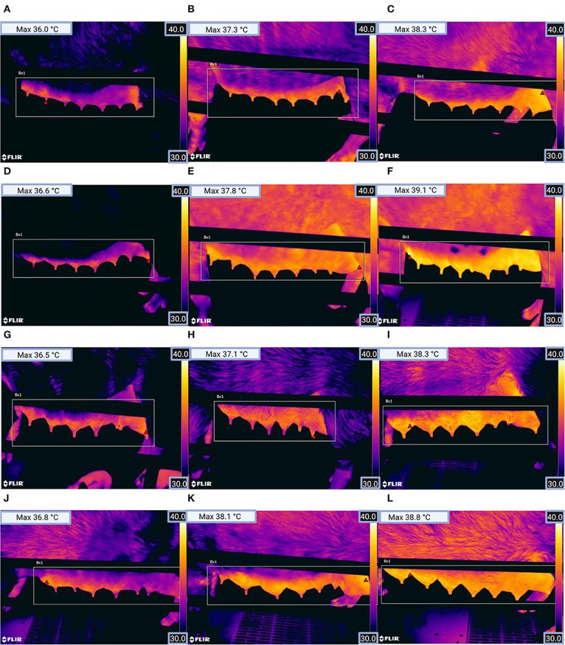 Figura 2. Immagini termografiche della ghiandola mammaria sinistra di scrofe per (A) gruppo di parit&agrave; 1 (sano), (B) gruppo di parit&agrave; 1 (clinicamente sospetto), (C) gruppo di parit&agrave; 1 (malato), (D) gruppo di parit&agrave; 2 (sano), (E) gruppo di parit&agrave; 2 (clinicamente sospetto), (F) gruppo di parit&agrave; 2 (malato), (G) gruppo di parit&agrave; 3 (sano), (H) gruppo di parit&agrave; 3 (clinicamente sospetto), (I) parit&agrave; gruppo 3 (malato), (J) gruppo di parit&agrave; 4 (sano), (K) gruppo di parit&agrave; 4 (clinicamente sospetto) e (L) gruppo di parit&agrave; 4 (malato). Il triangolo rosso all'interno del rettangolo nell'immagine mostra la posizione del pixel con la temperatura pi&ugrave; alta (vedi Temperatura massima in alto a sinistra nell'immagine). (La figura &egrave; stata creata con BioRender.com)