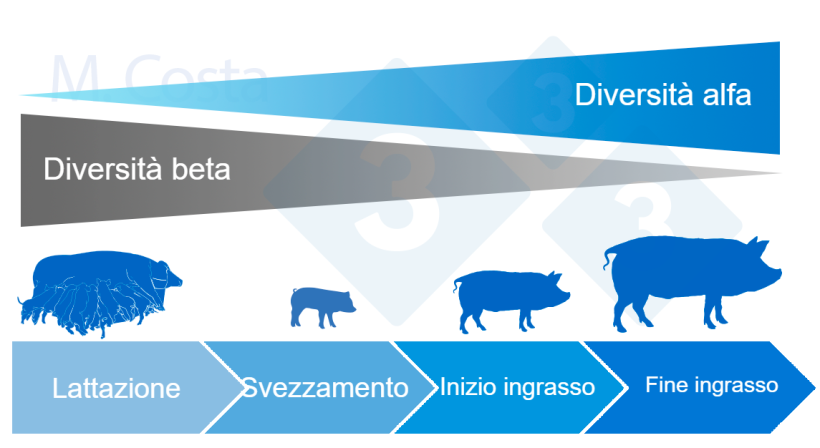 Figura 4. Dinamica della diversit&agrave; alfa e beta durante la vita del suino.
