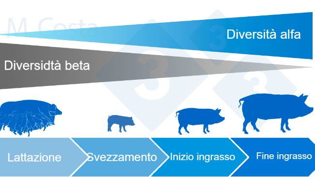 Figura 4. Dinamica della diversit&agrave; alfa e beta durante la vita del suino.
