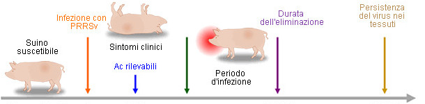 Capacit&agrave; degli strumenti diagnositici in rilevare antigeni e anticorpi PRRSV durante l'infezione