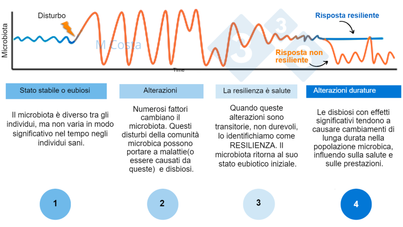 Figura 1 - Diagramma ipotetico che rappresenta la risposta del microbiota ad un disturbo. 1) Gli individui sani hanno un normale grado di variazione nel loro microbiota, che non porta a malattie (questo &egrave; chiamato eubiosi). 2) Un disturbo (ad esempio, stress termico) pu&ograve; portare all'instabilit&agrave; del microbiota, causando malattie. 3) Il microbiota resiliente torner&agrave; a uno stato simile a quello prima del disturbo, in cui non c'&egrave; malattia. 4) Il microbiota che non &egrave; resiliente non "recuperer&agrave;" e soffrir&agrave; di disbiosi e malattie.
