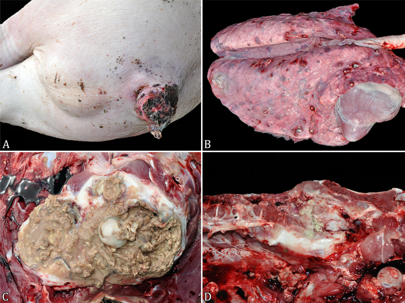 Foto 1.Embolia batterica sistemica nei suini in accrescimento. (A) Lesione da morsicatura della coda. Coda con lacerazione dei tessuti, superficie ulcerata e formazioni di crosta. (B) Polmonite embolica. Polmoni con aree multifocali nodulari e sode, giallastre e avvolte da un alone rossastro (ascessi). (C) Artrite suppurativa. Articolazione coxofemorale con una marcata quantit&agrave; di contenuto purulento, circondata da una spessa capsula fibrosa. (D) Spondilite abscendativa. La regione sacrale &egrave; ingrandita e contiene al centro materiale friabile e purulento, circondato da aree biancastre e sode.
