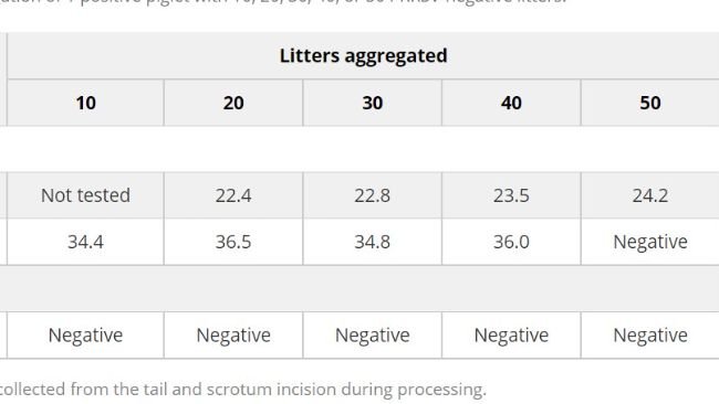 Tabella 1. Riepilogo dei risultati della soglia del ciclo RT-PCR degli emosieri del virus della sindrome respiratoria e riproduttiva suina in seguito all'aggregazione tissutale di 1 suinetto positivo con 10, 20, 30, 40 o 50 figliate PRRSV-negative