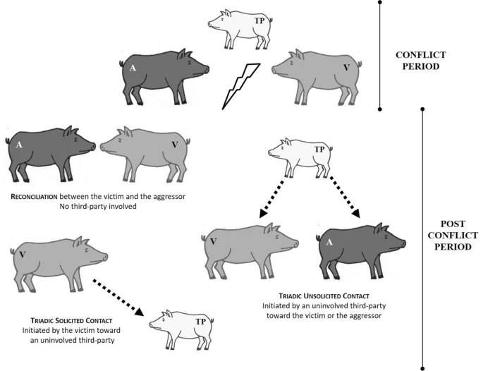 Grafico dei meccanismi post-conflitto osservati nei suini in studio. Legenda: un aggressore, V vittima; TP di terze parti