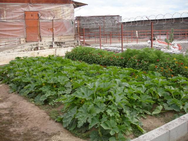 Uno spazio per l'orto del personale....