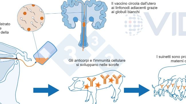 Figura 1. Meccanismo proposto per il vaccino intrauterino: il vaccino intrauterino viene somministrato in utero durante l'inseminazione artificiale standard o post-cervicale per generare una risposta immunitaria cellulare e mediata da anticorpi nelle scrofe. Vengono prodotti anticorpi colostrali, che vengono trasmessi ai suinetti.
