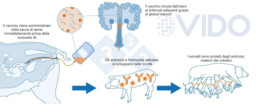 Figura 1. Meccanismo proposto per il vaccino intrauterino: il vaccino intrauterino viene somministrato in utero durante l'inseminazione artificiale standard o post-cervicale per generare una risposta immunitaria cellulare e mediata da anticorpi nelle scrofe. Vengono prodotti anticorpi colostrali, che vengono trasmessi ai suinetti.