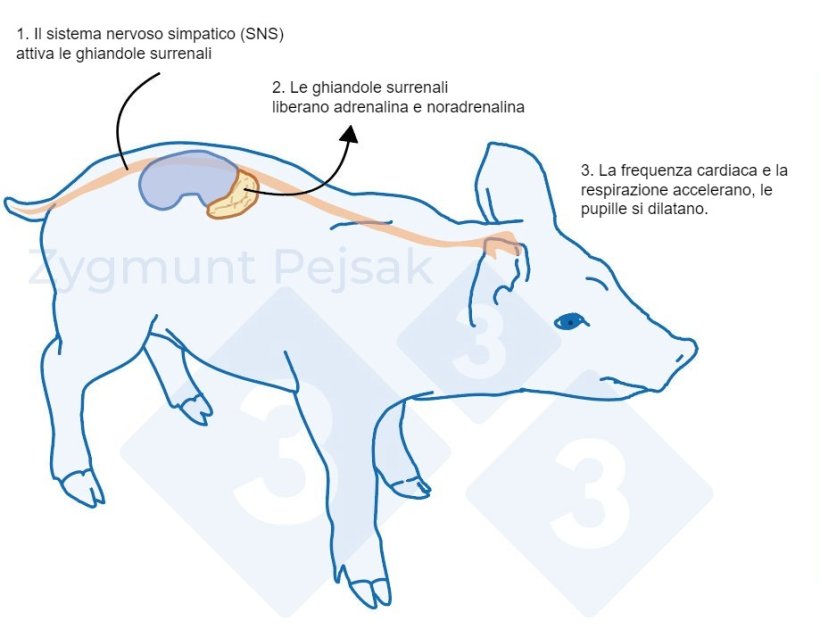 Figura 1. Dopo un evento stressante, il sistema simpatico stimola le ghiandole surrenali a rilasciare adrenalina e norepinefrina. L'attivazione del sistema simpatico nei suini pu&ograve; essere misurata dalla cromogranina A (CgA).

