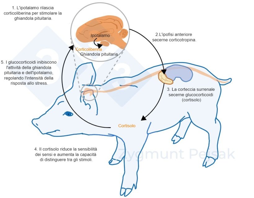Figura 2. Da minuti a ore dopo che si verifica lo stress, l'asse ipotalamo-ipofisi-surrene (HPA) viene attivato. L'ipofisi secerne corticotropina che, una volta raggiunta la corteccia surrenale, provoca la secrezione di glucocorticoidi, compreso il cortisolo. I glucocorticoidi inibiscono l'attivit&agrave; della ghiandola pituitaria e dell'ipotalamo, regolando cos&igrave; l'intensit&agrave; della risposta allo stress. Il cortisolo &egrave; stato ampiamente utilizzato come marcatore di stress nei suini, nonch&eacute; come test non invasivo della saliva.
