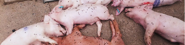 Suinetti morti in svezzamento